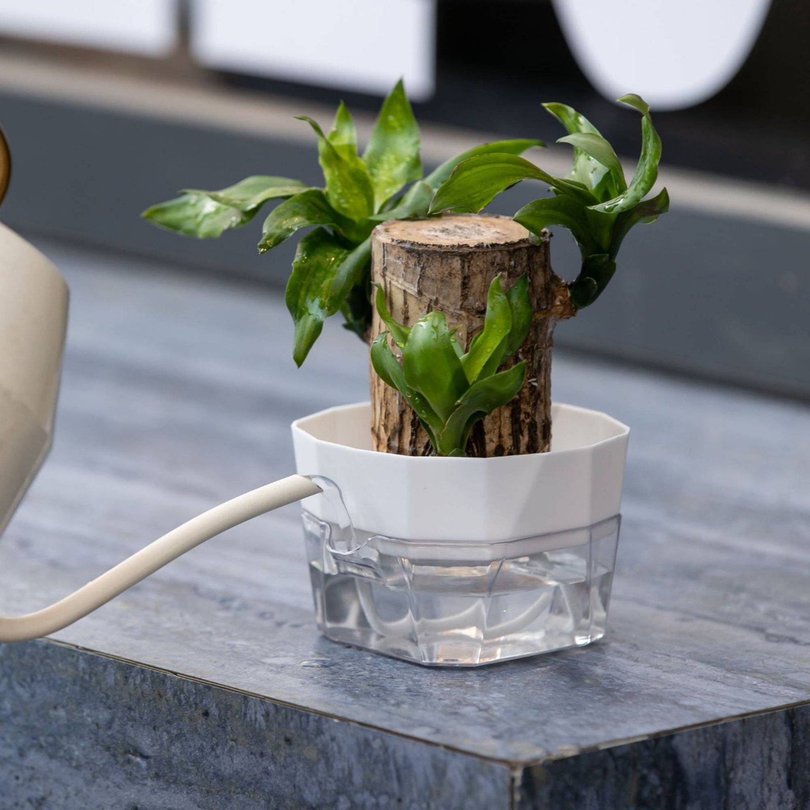 Гидропонная ваза-груминговател – обзор и цена Plant Pot