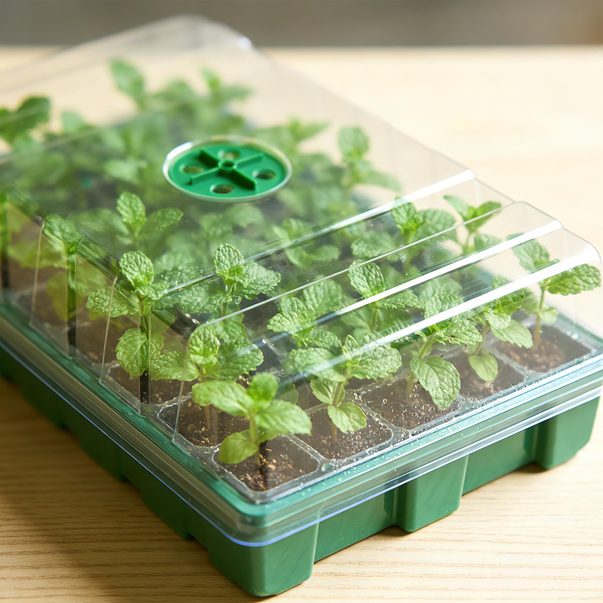 Теплица с прозрачной крышкой и – обзор и цена Seed Starter Tray
