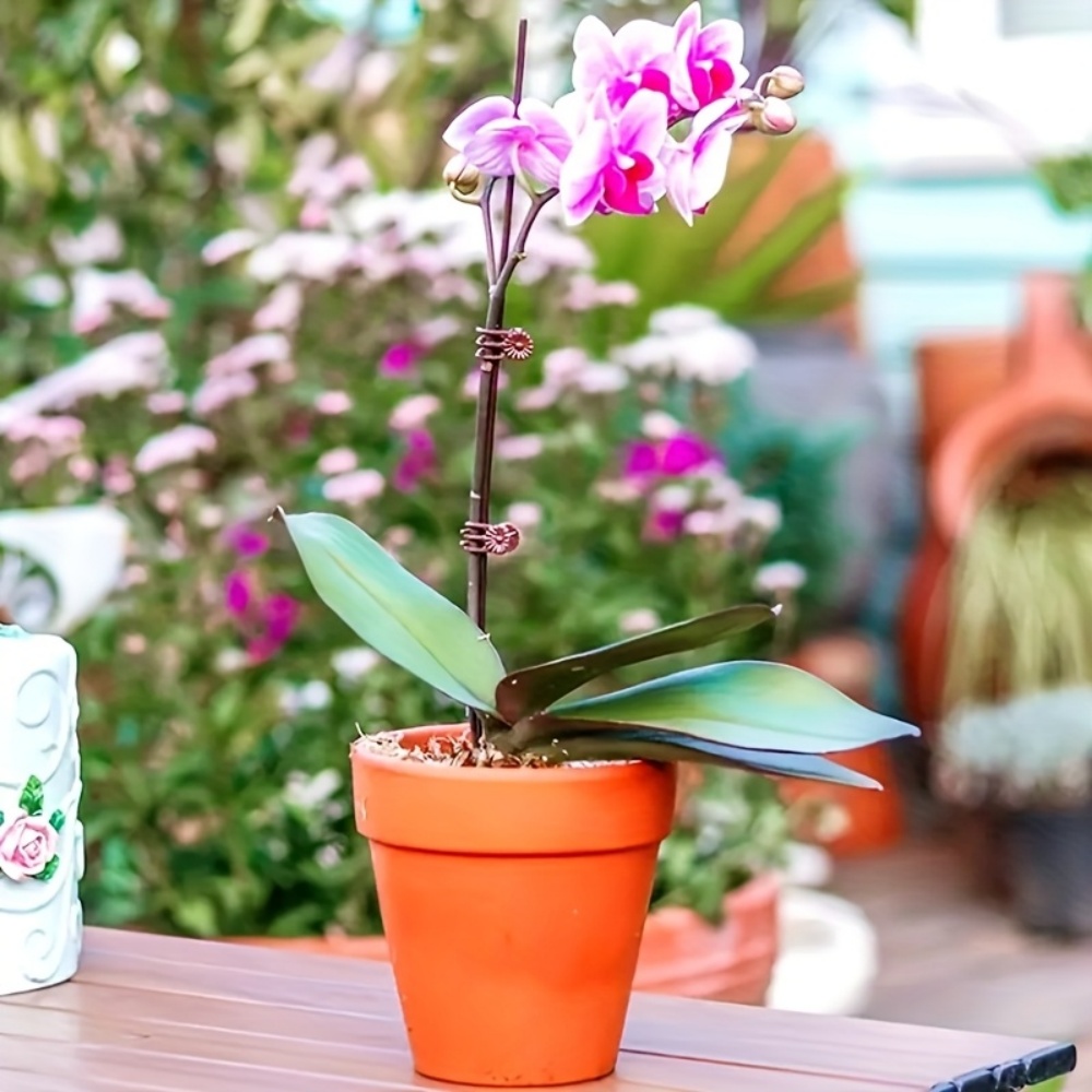 100 клипс для орхидей и вьющих – обзор и цена Indoor Herb Garden