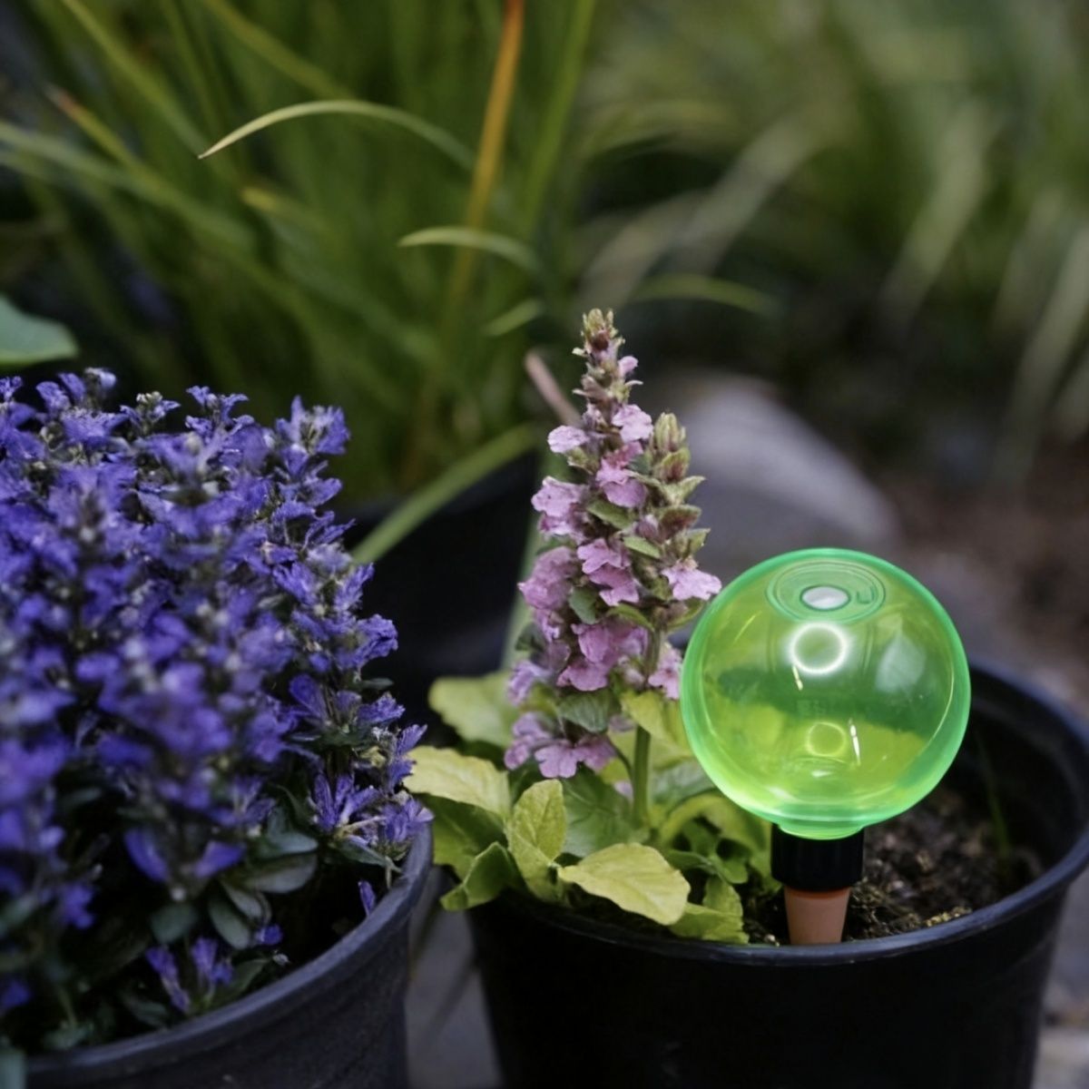 Набор из 3 больших пластиковых – обзор и цена Self Watering Planter
