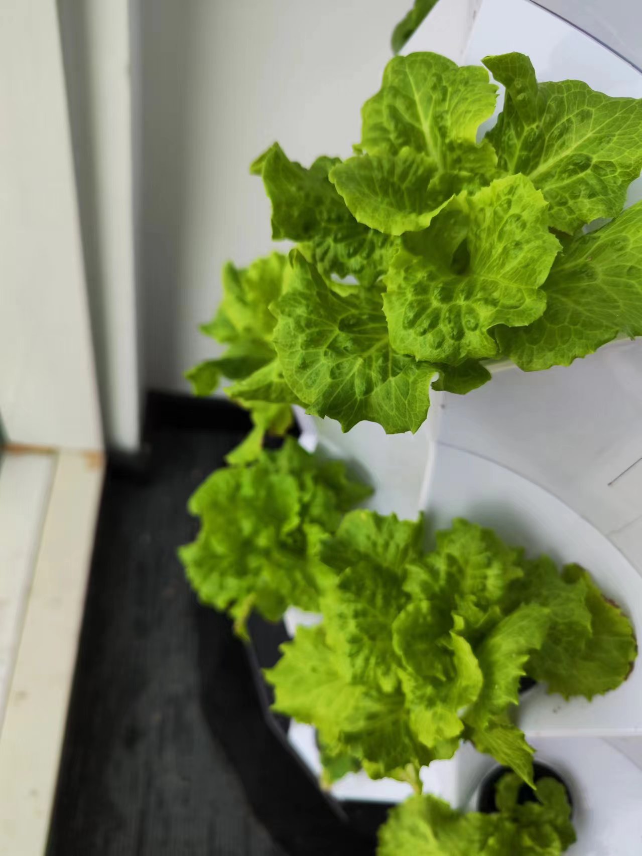 Системы автоматического капель – обзор и цена Hydroponic Kit
